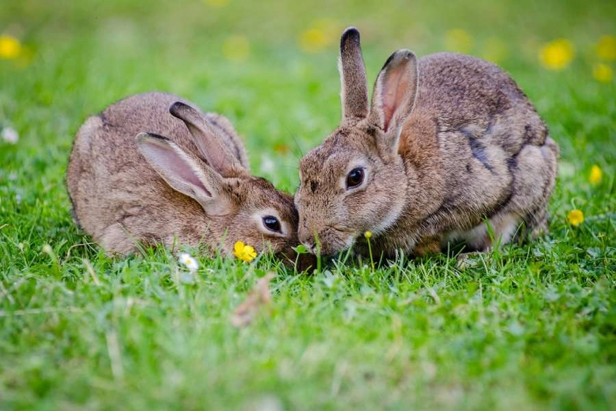 O que é o selo cruelty free? Conheça marcas que não testam em animais